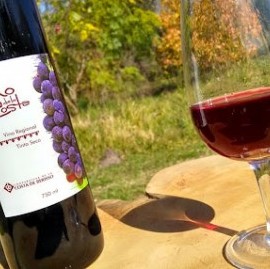 Todo suma: la Fiesta del Vino de Berisso tendrá talleres de Cannabis y de Educación Sexual Integral
