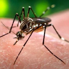 Aumentaron los casos de Dengue y Chikungunya en la provincia de Buenos Aires