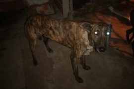 La Plata: rescataron en un campo de Los Hornos a dos perros galgos abandonados por cazadores