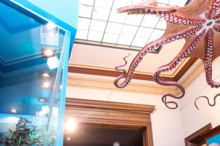 Restaurada: la histórica maqueta del pulpo se exhibe en el Museo La Plata