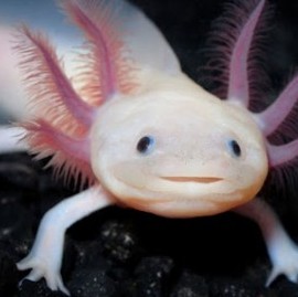 Prestigiosa revista científica publicará este martes el trabajo doctoral de un egresado de la UNLP