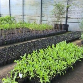 Un convenio entre la CEAMSE y el OPDS potencia la producción de árboles nativos bonaerenses