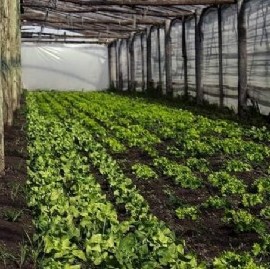 Emergencia agropecuaria: Gobierno bonaerense otorgó beneficios impositivos a productores platenses