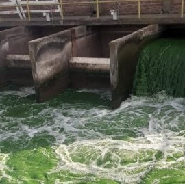 ABSA dice que el volumen de algas en el Río de la Plata "no se registró en los últimos 30 años"