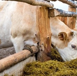 Una ONG advierte que "las superbacterias en ganado tienen más víctimas fatales que el coronavirus"