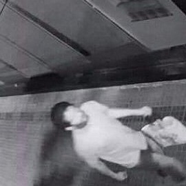 La Plata: ni los arbolitos se salvan de los ladrones