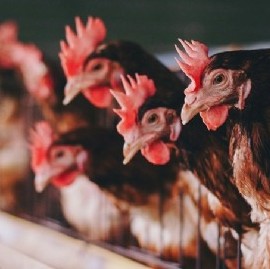 Argentina avanza hacia una conciencia libre de jaulas