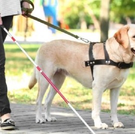 Rige en territorio bonaerense la ley que flexibiliza la utilización de los perros de asistencia
